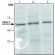 ANTI-CPSF3 (C-TERMINAL), ANTIBODY PRODUCED IN RABBIT, IGG FRACTION OF ANTISERUM IgG fraction of antiserum, buffered aqueous solution,