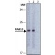 ANTI-RAB25 ~1.0 mg/mL, affinity isolated antibody, buffered aqueous solution,