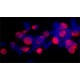 ANTI-C-MYC ~0.5 mg/mL, affinity isolated antibody, buffered aqueous solution,