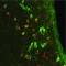Monoclonal Anti-Calbindin-D-28K antibody produced in mouse,