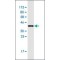Monoclonal Anti-CARD17 antibody produced in mouse,