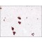 Monoclonal Anti-Insulin antibody produced in mouse,