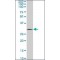 Monoclonal Anti-UCP1 antibody produced in mouse,