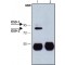 ANTI-OS9, ANTIBODY PRODUCED IN RABBIT&