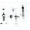 LECTIN FROM TRITICUM VULGARIS*PEROXIDASE