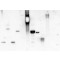 LECTIN FROM CONCANAVALIN A PEROXIDASE*LA