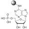 ADENOSINE 5-MONOPHOSPHATE-AGAROSE