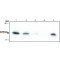 Monoclonal Anti-dUTPase antibody produced in rat,