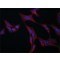 ANTI-VAC14, ANTIBODY PRODUCED IN RABBIT&