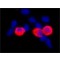 Monoclonal Anti-c-Myc antibody produced in mouse,