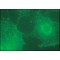 Monoclonal Anti-beta1 and beta2-Adaptins antibody produced in mouse,
