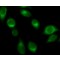 ANTI-RAB32, ANTIBODY PRODUCED IN RABBIT&