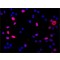 ANTI-DGCR8 (N-TERMINAL), ANTIBODY PRODU&