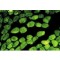 Monoclonal Anti-Actin antibody produced in mouse,