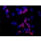 ANTI-RAVER1 (C-TERMINAL), ANTIBODY PROD&