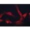 ANTI-CORONIN-1B, ANTIBODY PRODUCED IN&