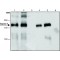 ANTI-GAPEX-5 (N-TERMINAL), ANTIBODY PRO&