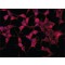 ANTI-AS160, ANTIBODY PRODUCED IN RABBIT&