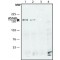 ANTI-AS160 (C-TERMINAL), ANTIBODY PRODU&