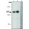 ANTI-ULK1, ANTIBODY PRODUCED IN RABBIT&