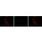 ANTI-EIF2C3 / AGO3, ANTIBODY PRODUCED&