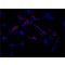 ANTI-EDC4 (N-TERMINAL), ANTIBODY PRODUC&