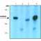 Monoclonal Anti-SORBS3 antibody produced in mouse,