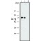 ANTI-ULK3, ANTIBODY PRODUCED IN RABBIT&