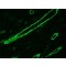 Monoclonal Anti-Actin, alpha-Smooth Muscle antibody produced in mouse,