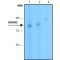 Monoclonal Anti-ADAR2 antibody produced in mouse,