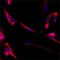 Monoclonal Anti-beta-Tubulin III (neuronal) antibody produced in mouse,