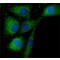 ANTI-RAB18, ANTIBODY PRODUCED IN RABBIT&