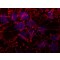 Monoclonal Anti-SORBS2 antibody produced in mouse,