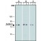 Monoclonal Anti-Cullin 3 antibody produced in mouse,