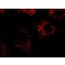 Monoclonal Anti-PMP70 antibody produced in mouse,