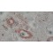 Monoclonal Anti-beta-Actin antibody produced in mouse,