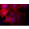MONOCLONAL ANTI-SORBS2, ANTIBODY PROD&