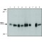 Monoclonal Anti-Brg1 antibody produced in rat,