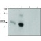 Monoclonal Anti-C/EBPbeta antibody produced in rat,
