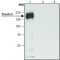 ANTI-TENSIN 3 (C-TERMINAL), ANTIBODY PR&