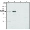 ANTI-NEDD9, ANTIBODY PRODUCED IN RABBIT&