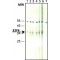 Monoclonal Anti-E2F6 antibody produced in mouse,