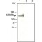 ANTI-AXIN1 (C-TERMINAL REGION)