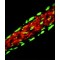 Monoclonal Anti-Vinculin antibody produced in mouse,
