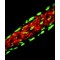 Monoclonal Anti-Vinculin antibody produced in mouse,