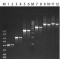 JUMPSTART(TM) REDTAQ(R) READYMIX(TM) REACTION MIX FOR PCR