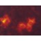 MONOCLONAL ANTI-FLAG(R) M2-CY3, ANTIBOD&