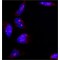 Monoclonal Anti-B23 antibody produced in mouse,