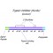 TRYPSIN INHIBITOR FROM SOYBEAN PI*MARKER