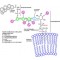 PHOSPHOLIPASE C, PHOSPHATIDYLINOSITOL-*S